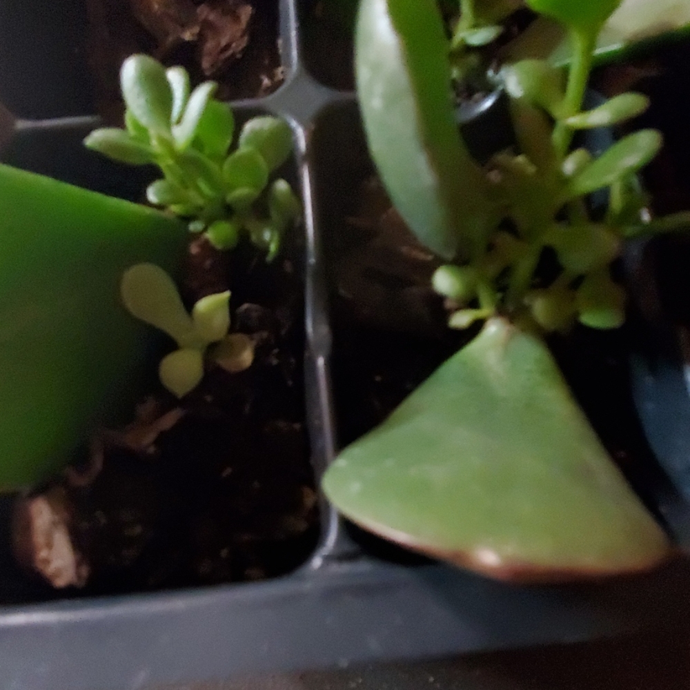 Baby Jade plants